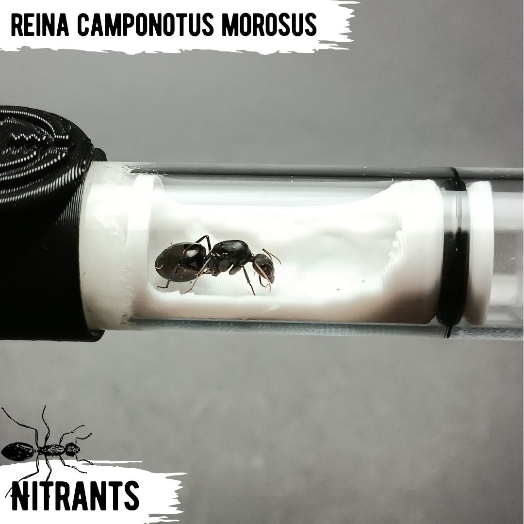 Reina C. Morosus + Tubo Ant Cave V3