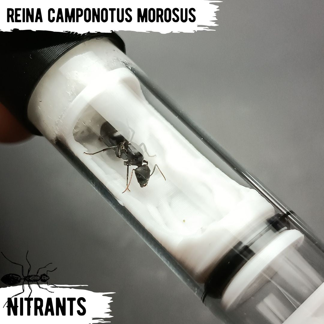 Reina C. Morosus + Tubo Ant Cave V3