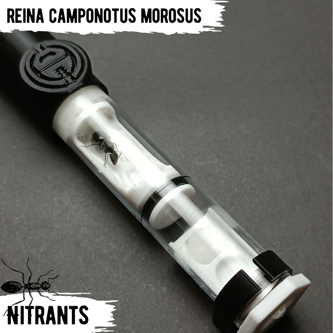 Reina C. Morosus + Tubo Ant Cave V3