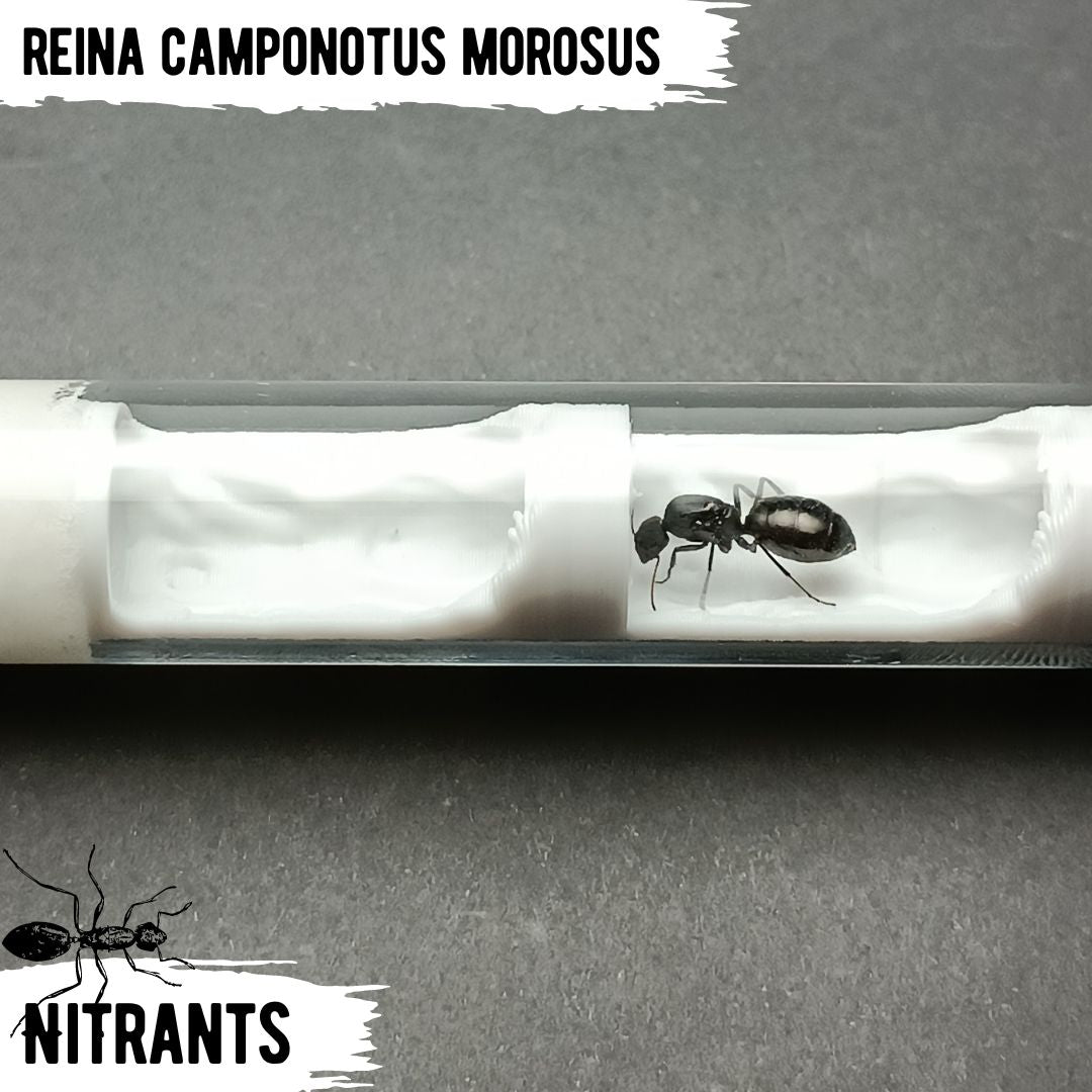 Reina C. Morosus + Tubo Ant Cave V3