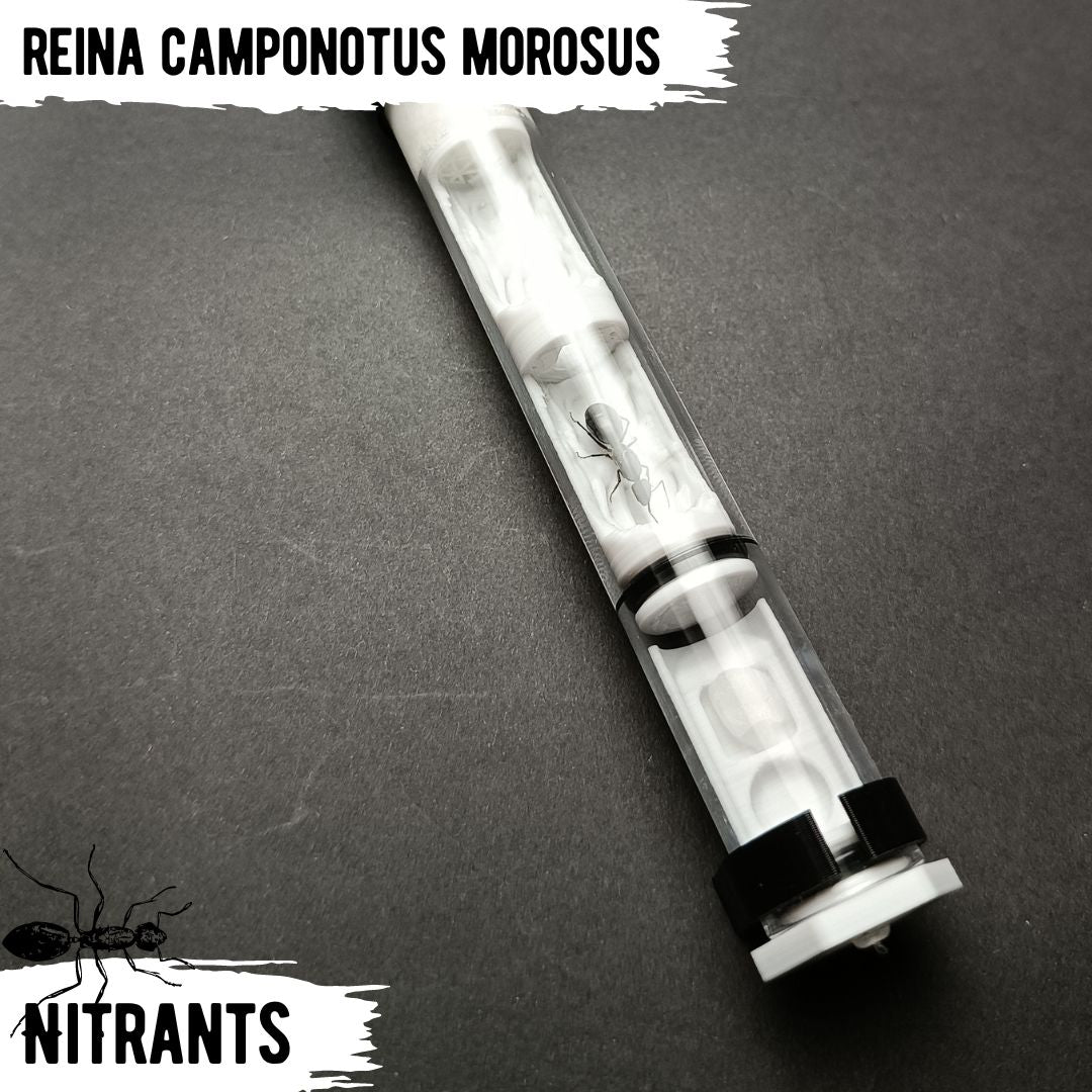 Reina C. Morosus + Tubo Ant Cave V3