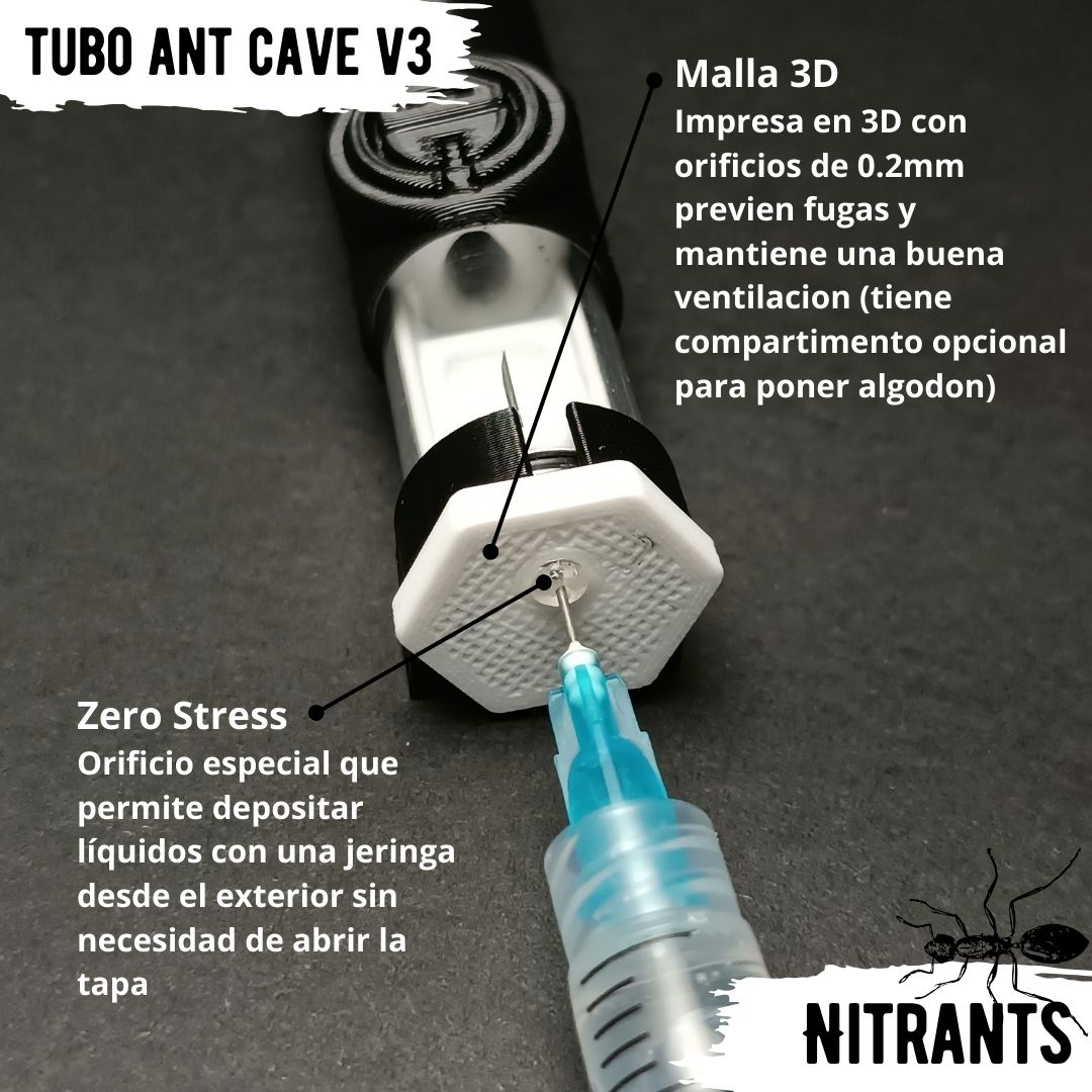 Reina C. Morosus + Tubo Ant Cave V3